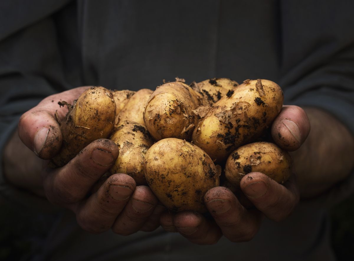 lamb-weston-meijer-hand-full-of-potatoes