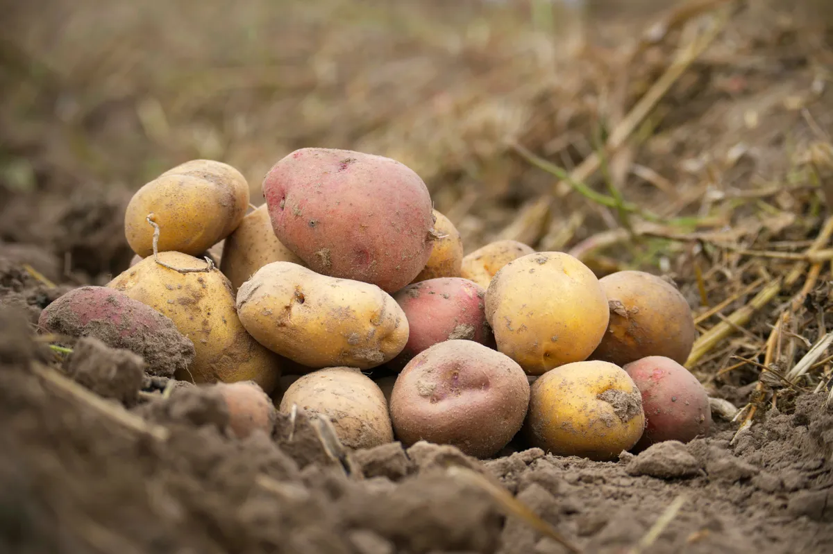 the-value-of-the-potato-header