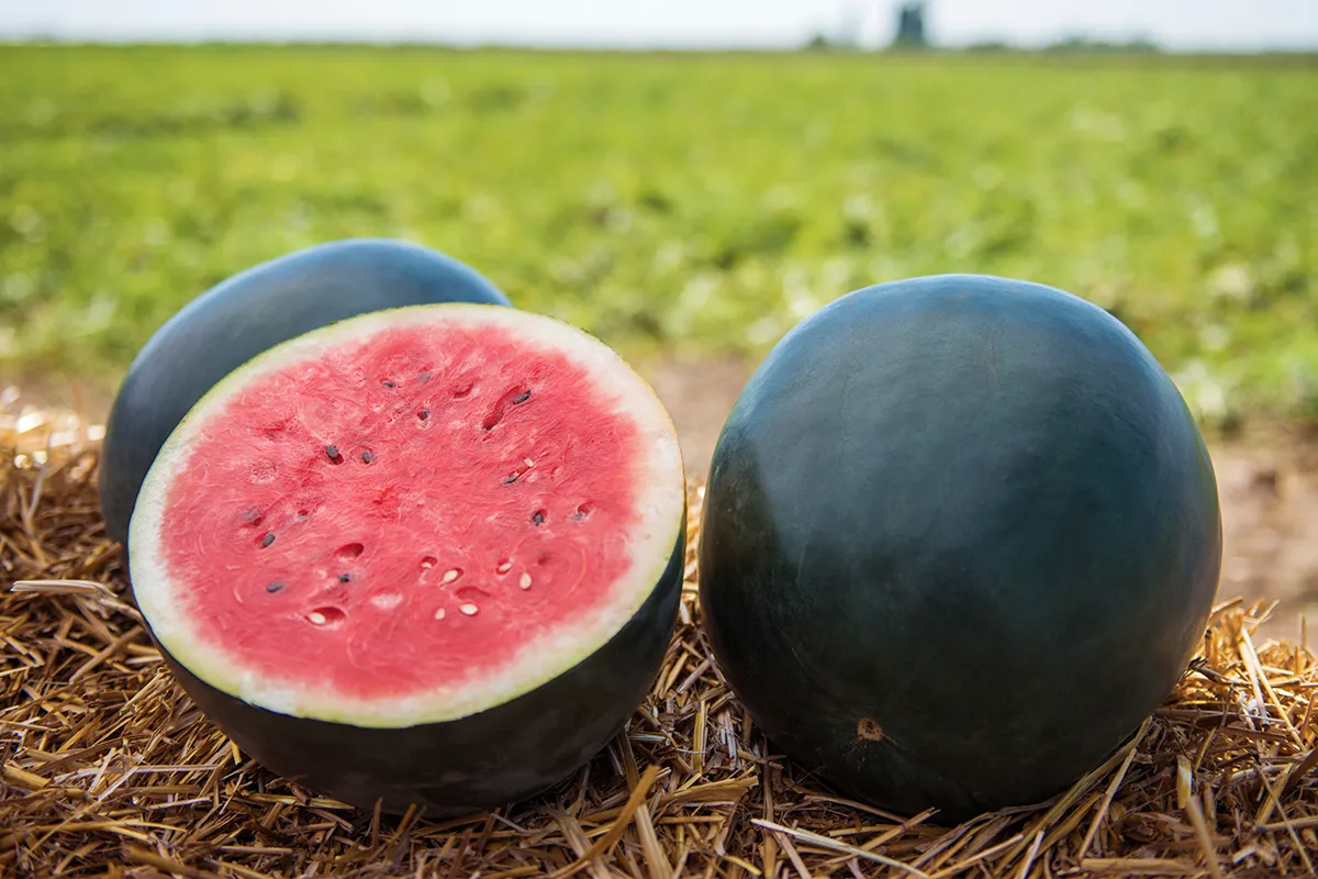 the-densuke-watermelon