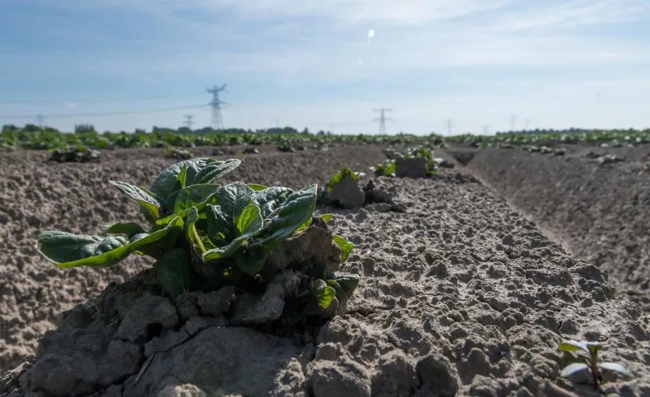 lwm-2019-aardappelplantjes-in-de-grond