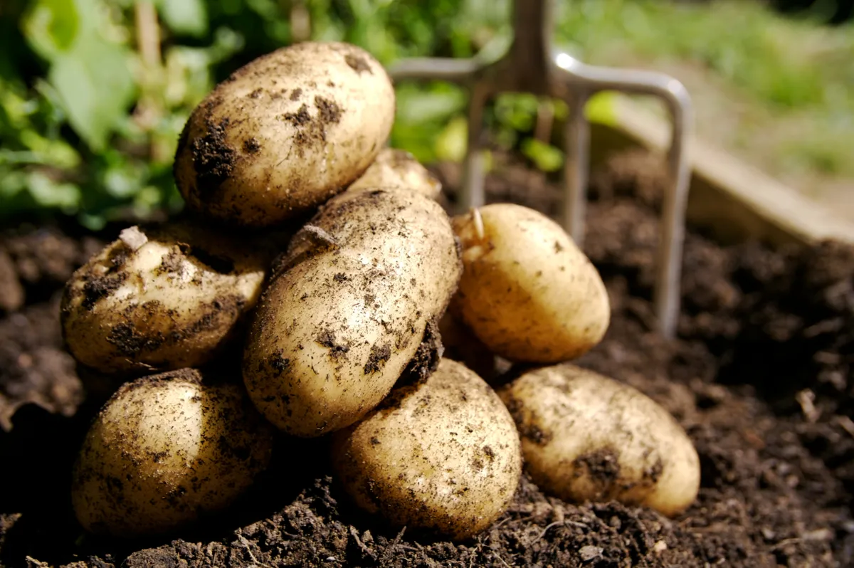 potatoes-lambweston-meijer