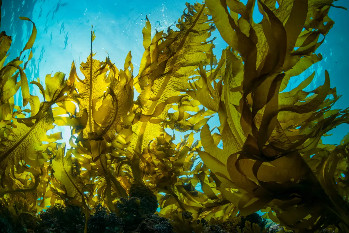 Seaweed-image