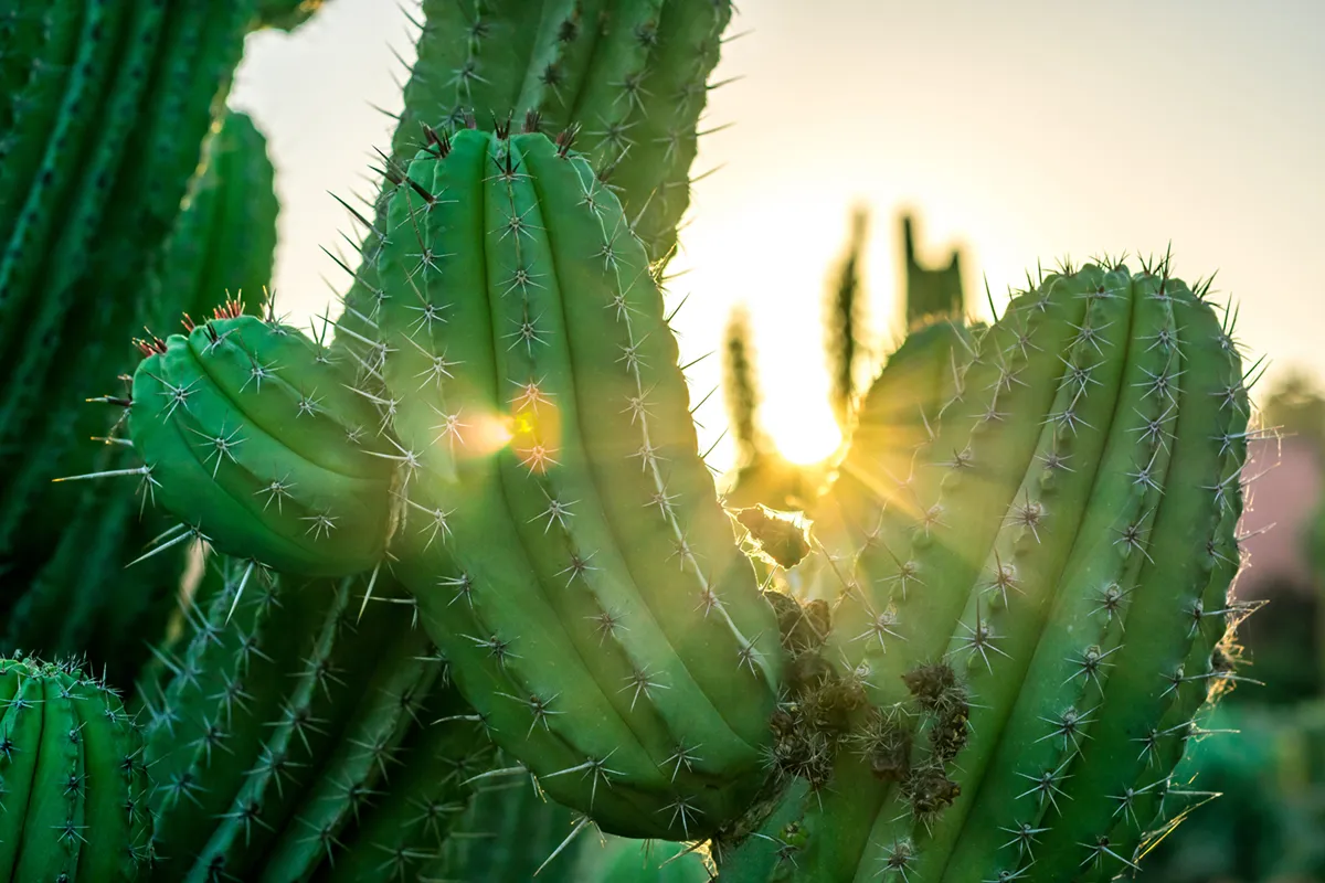 Cactus-image