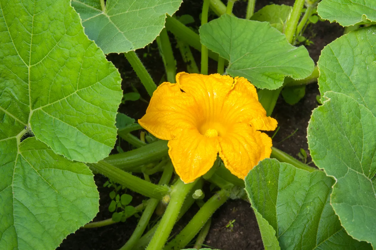 Pumpkin-flowers-and-leaves-image